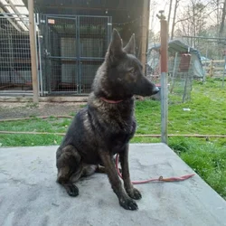 Well behaved Shepherd