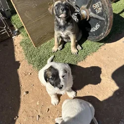 Bull terrier/pitbull/blue heeler mixed pups