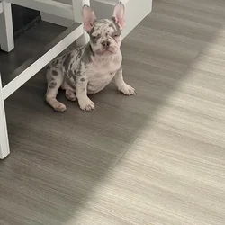 Female Merle French Bulldog Puppy