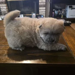 Chow chow puppies