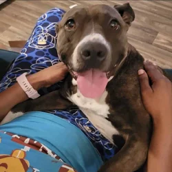 Looking for a good home for my Izzy
