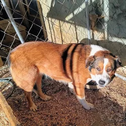 Harley - Sweet Hound Mix