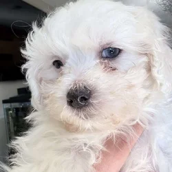 Maltipoo puppies