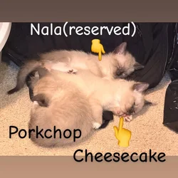 Snowshoe/ Siamese kittens born 12/29!