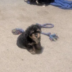Mini aussiedoodle puppies 8 weeks old
