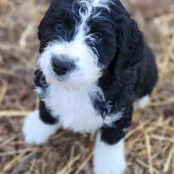 Bernedoodle F1 Puppies