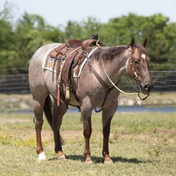 Red Roan Quarter Horse for sale
