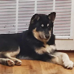 Rehome 18 month old Large Pomsky