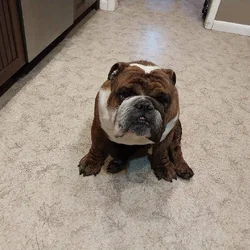 Young 2-1/2 year old Bulldog