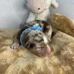 Precious