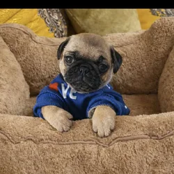 Female pug
