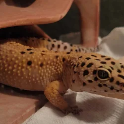 Leapord Gecko Rehoming