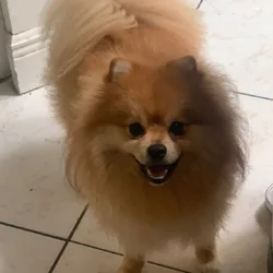 Full Pomeranian...