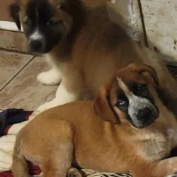 St. German Puppies
