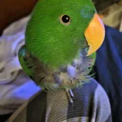 Eclectus parrot male/ rehoming