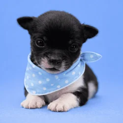 Male Chihuahua Puppies