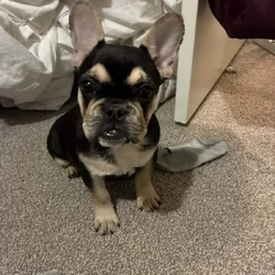 Purebred female Frenchie