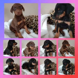 Doberman puppies for sale