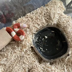 Albino nelsons milk snake rehome