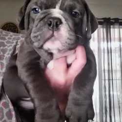 7 week male