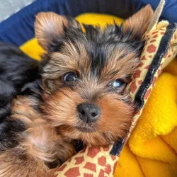 Yorkie Puppies ready