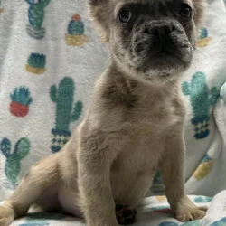 Chip (male)