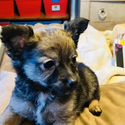 Pom hi Puppies $275.