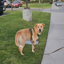 Rehoming 5 Year Old Lab Mix