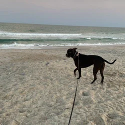 Beautiful , friendly, healthy dog