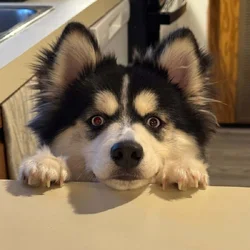 7 month Koda the Pomsky for adoption/sale