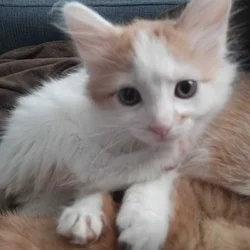 Kittens 9 Weeks