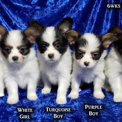 AKC Papillon puppies