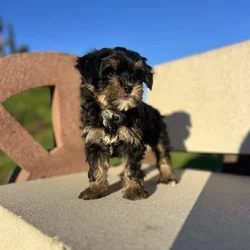 Yorkshire Terrier, Honey is ready for rehoming
