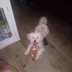 Find a loving home for Chanel