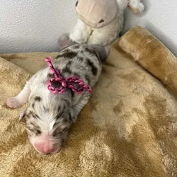 Peaches