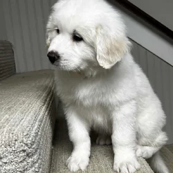 Great Pyrenees puppies