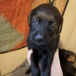 Black lab mix puppies
