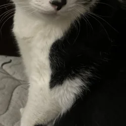 Two available Inside cats to a loving home