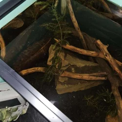 sailfin pleco rehome
