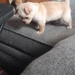 4 Chug puppies for sale $300