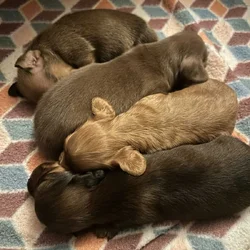 AKC miniature dachshund