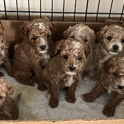 Toy poodle