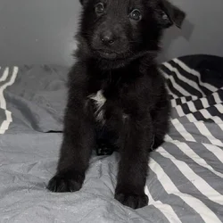 German Shepherd Puppies