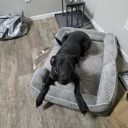 Gret Dane mix