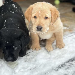 Lab puppies for sale