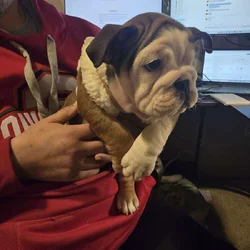 English Bulldog Puppy (Molly)