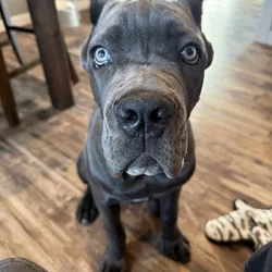 Cane corso