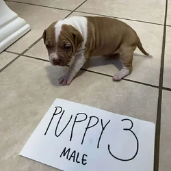 Beautiful 5 week old Red Nose American pittbulls