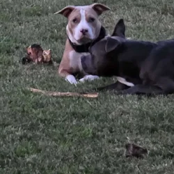 Sweet female 1/2 APT and 1/2 Pocket Bully