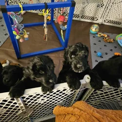 Black Russian Terriers Puppies